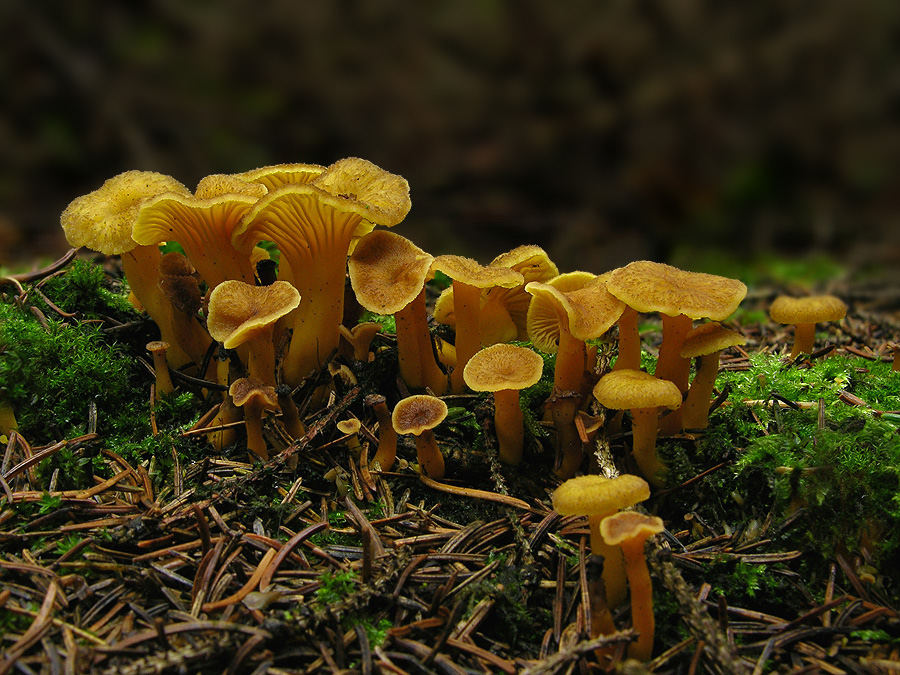 Trompetenpfifferling (Cantharellus tubaeformis)