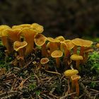 Trompetenpfifferling (Cantharellus tubaeformis)