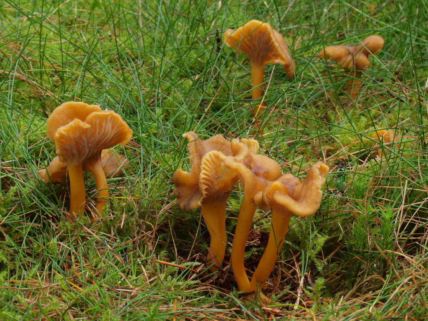 Trompetenpfifferlinge (Cantharellus tubaeformis)