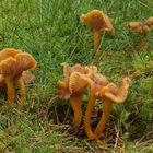 Trompetenpfifferlinge (Cantharellus tubaeformis)