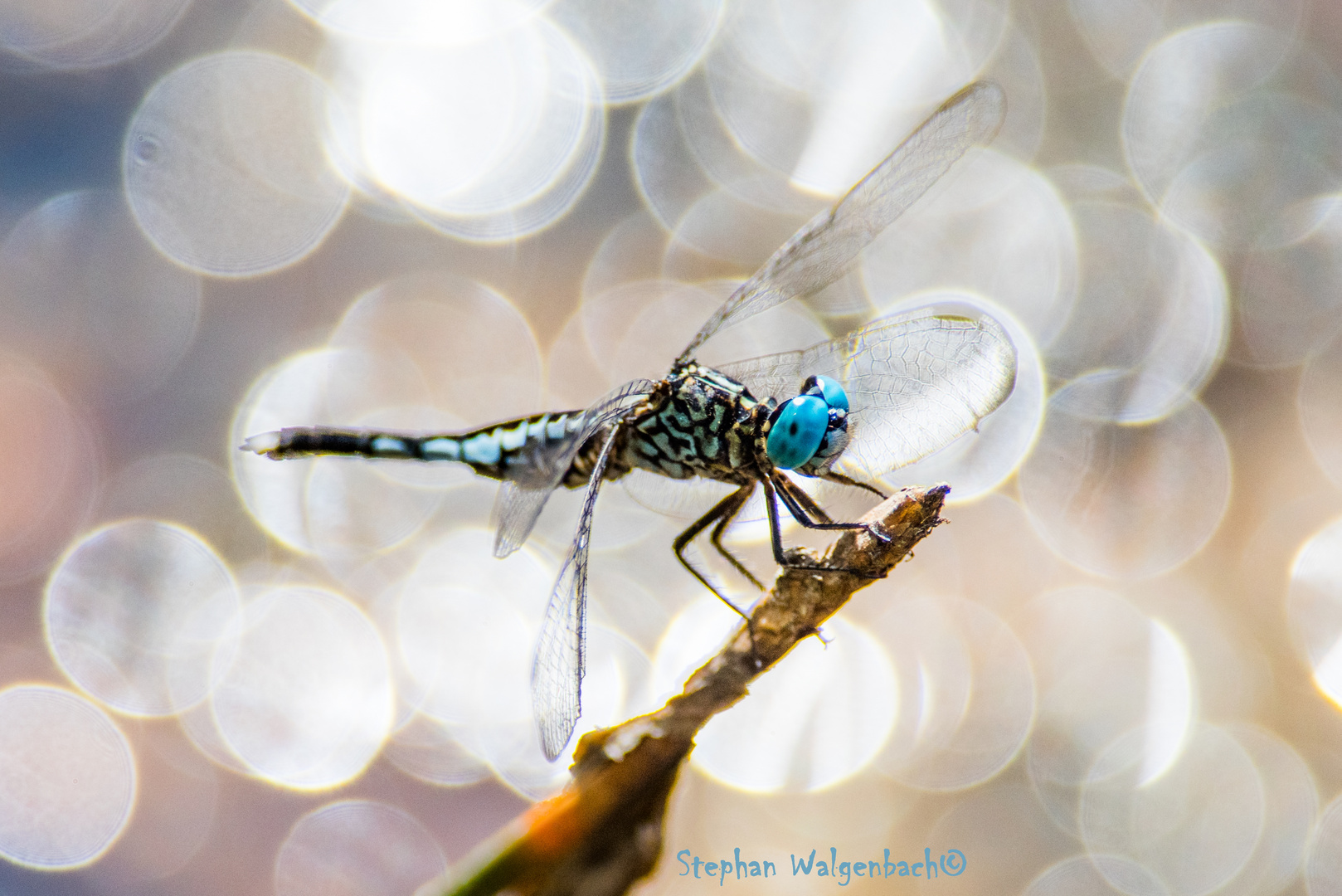 Trompetenschwanz (Acisoma panorpoides male), Cambodia 02/2020