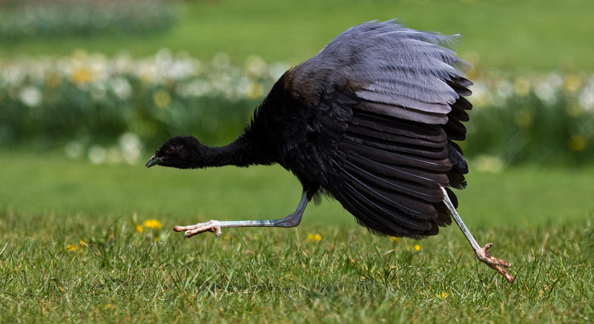 Trompetenvogel 