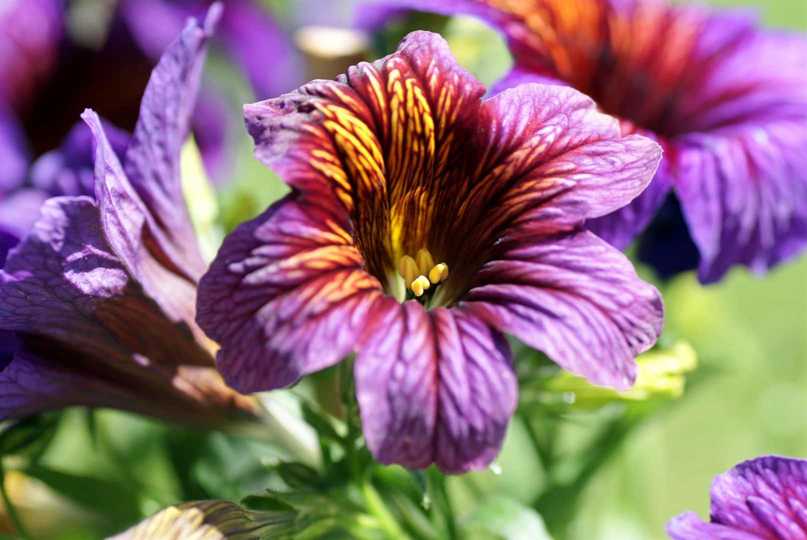 Trompetenzunge (Salpiglossis sinuata)