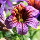 Trompetenzunge (Salpiglossis sinuata)