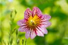 Trompetenzunge (Salpiglossis sinuata).. von Thomas Ripplinger 