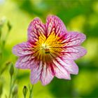 Trompetenzunge (Salpiglossis sinuata)..