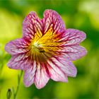 Trompetenzunge (Salpiglossis sinuata).