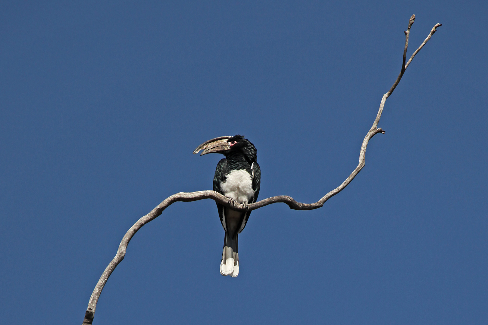 Trompeterhornvogel