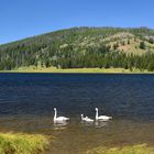 Trompeterschwäne auf dem Wolf Lake - Yellowstone NP 