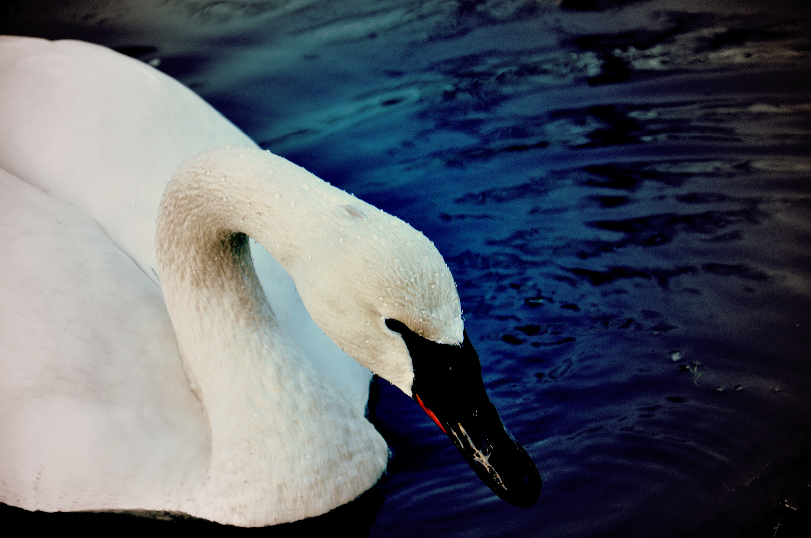 Trompeterschwan in Deutschland