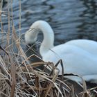 Trompeterschwan in Deutschland: "ick hab hunger"