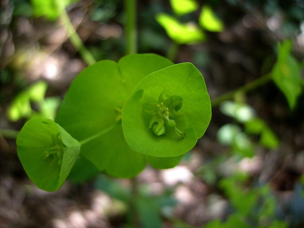 Trompette verte