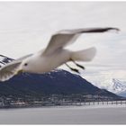 tromsø-brücke über dem tromsøysund mit eismeerkathedrale......