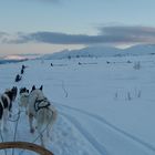 Tromsø - Winterabenteuer Husky