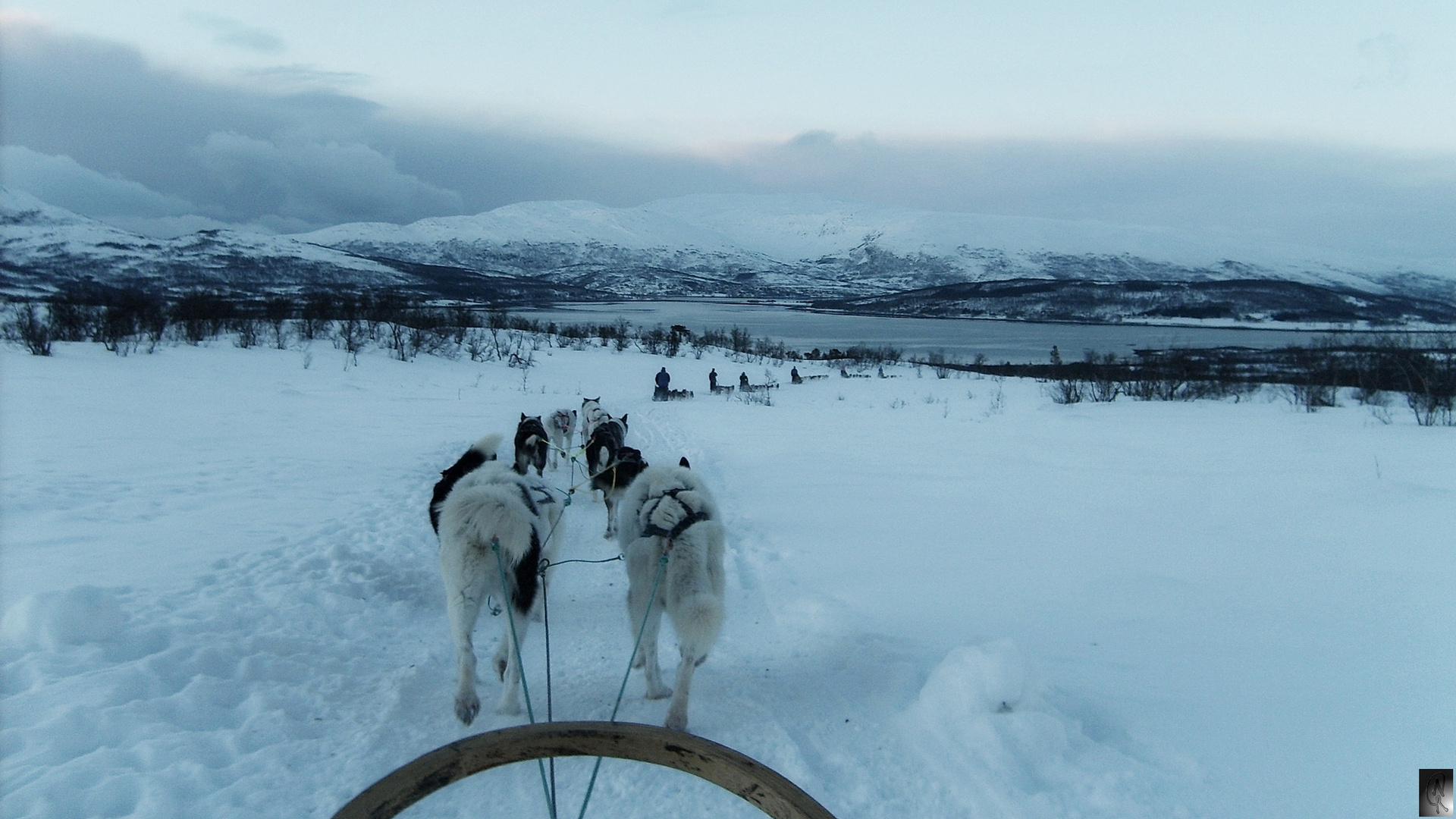 Tromsø - Winterabenteuer Husky......