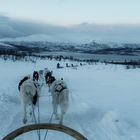 Tromsø - Winterabenteuer Husky......