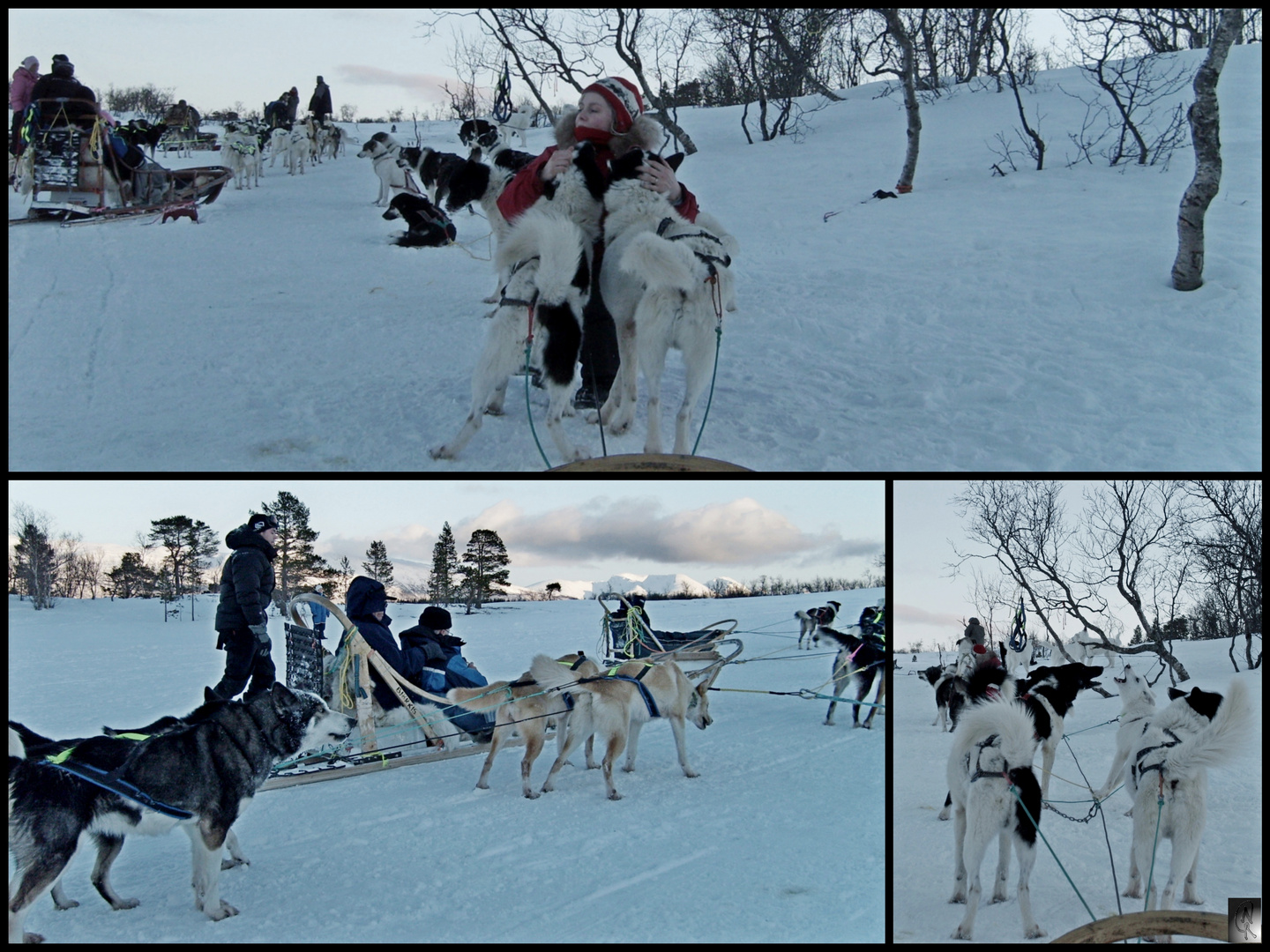 Tromsø - Winterabenteuer Husky..