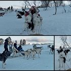 Tromsø - Winterabenteuer Husky..