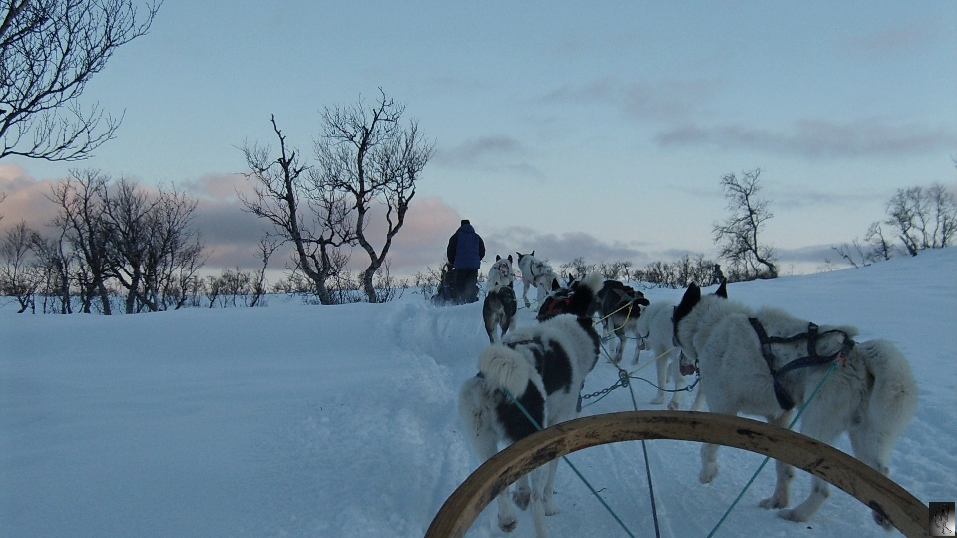 Tromsø - Winterabenteuer Husky ....