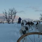 Tromsø - Winterabenteuer Husky ....