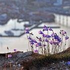 Tromsö