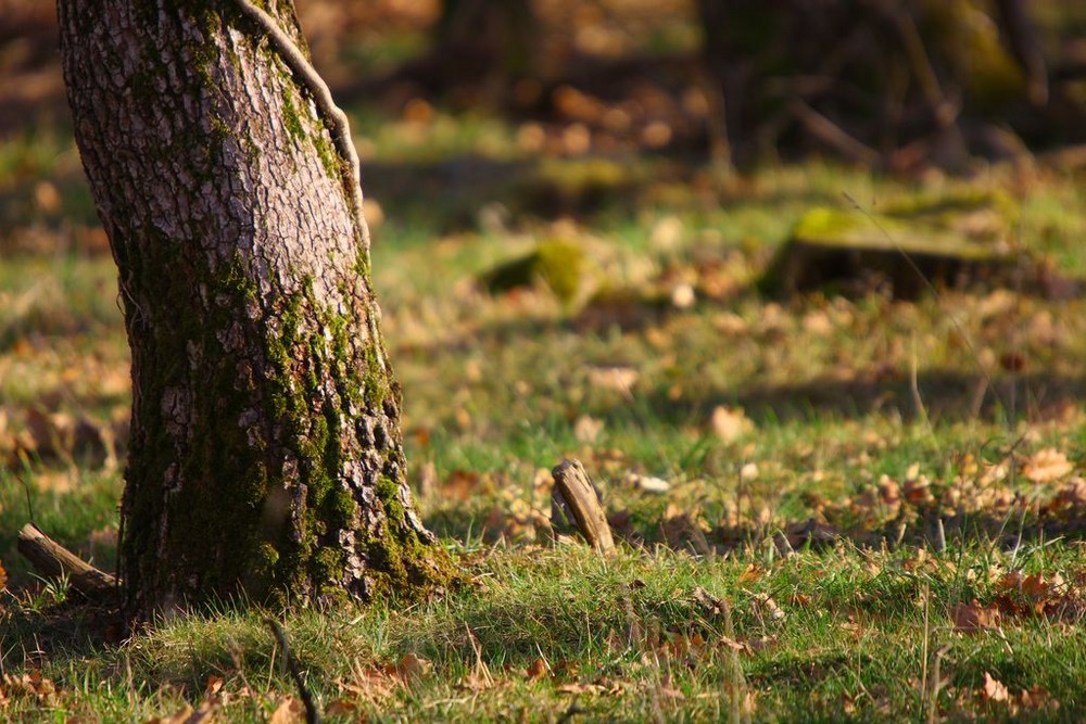 Tronc d'arbre...