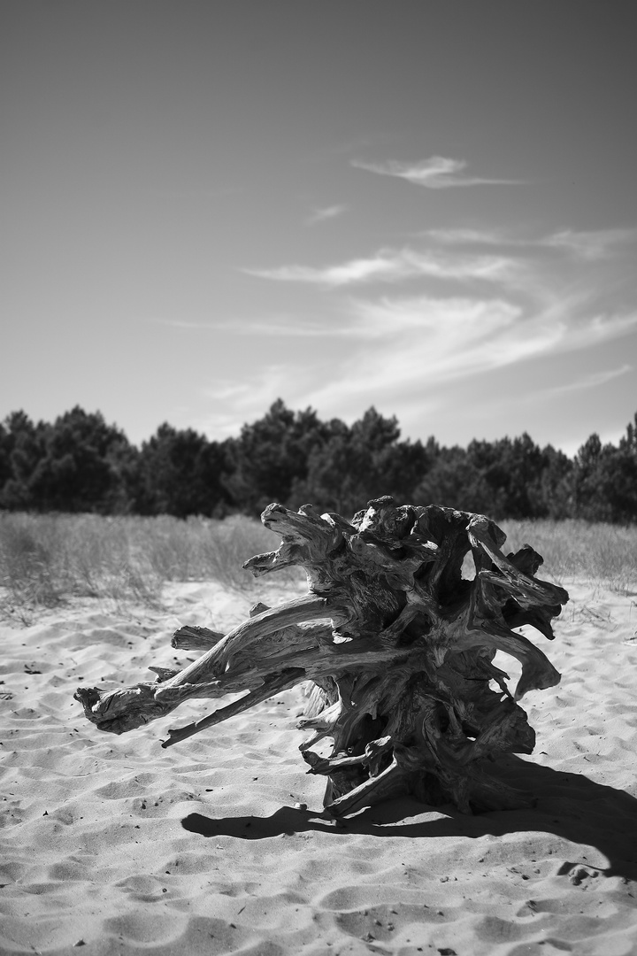 Tronc d'arbre