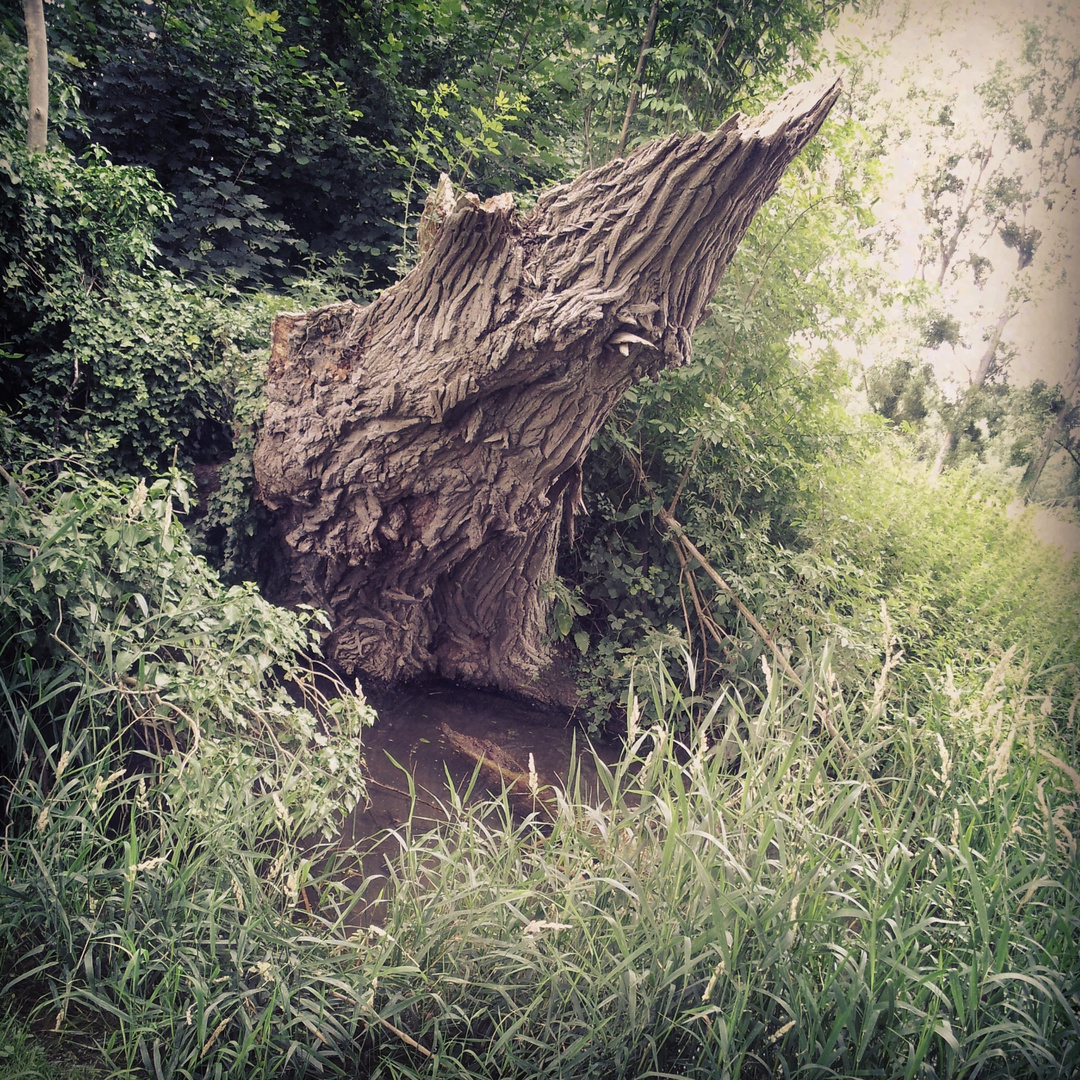 Tronc d'arbre au Plan du Canada ( Beauvais )