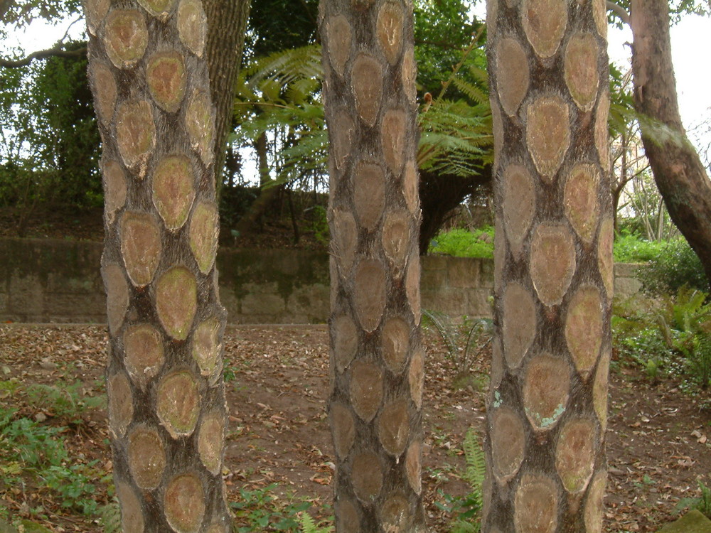 tronc de fougère arborescent