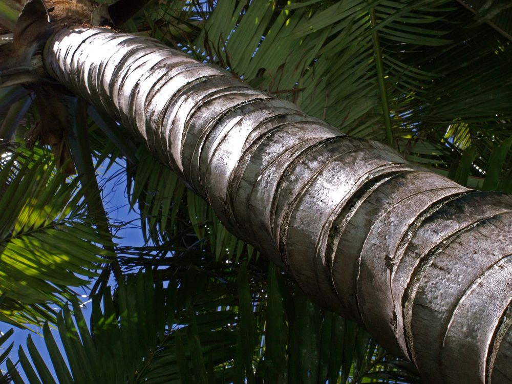 Tronc d’un cocotier - Stamm einer Kokospalme