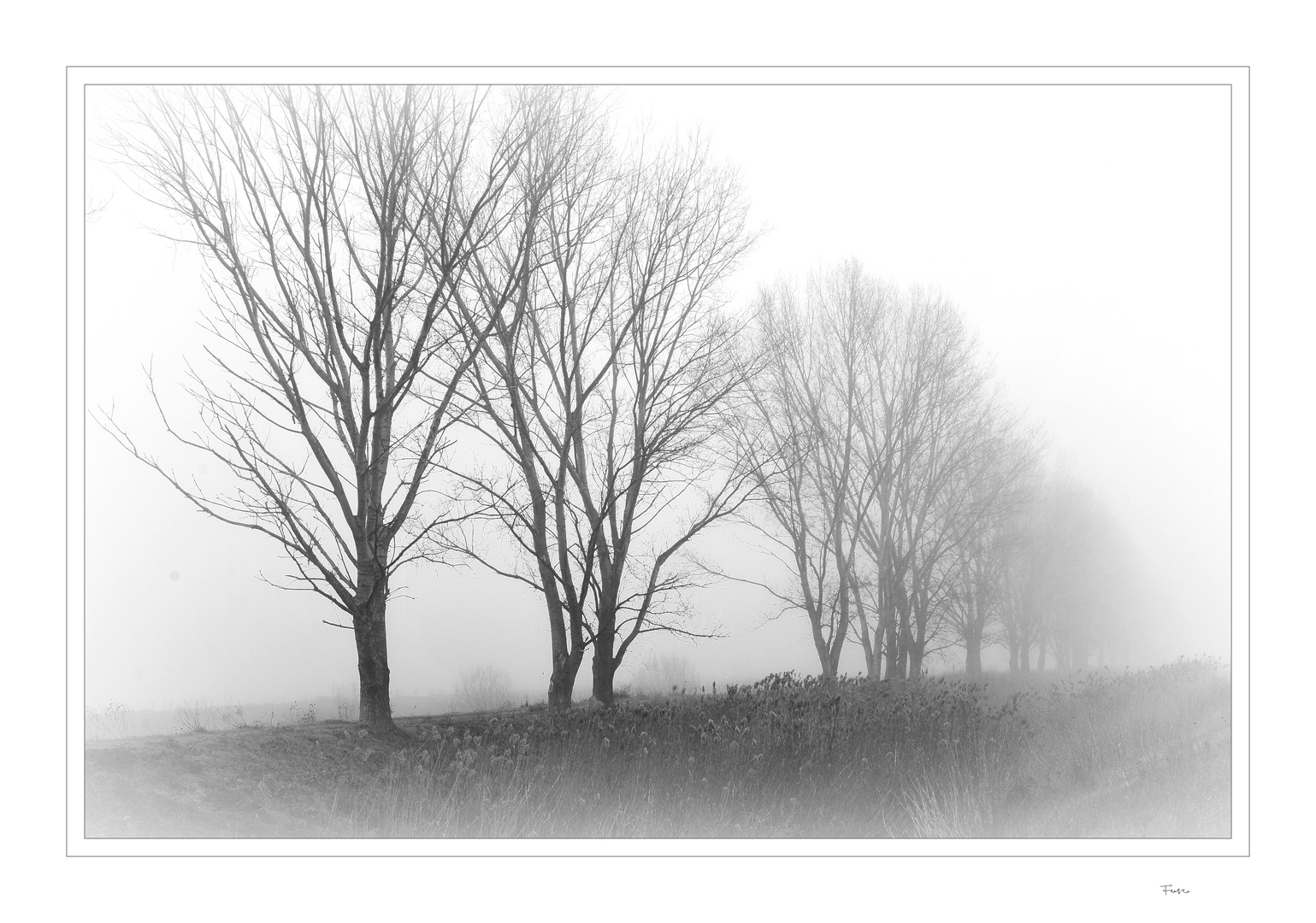 tronchi fasciati di nebbia