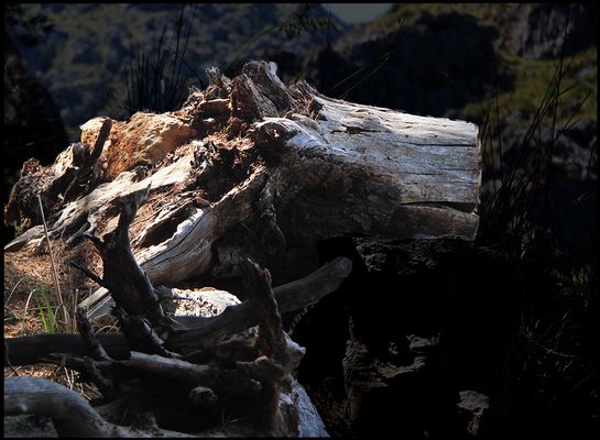 TRONCO "CABEZA DE LEON"