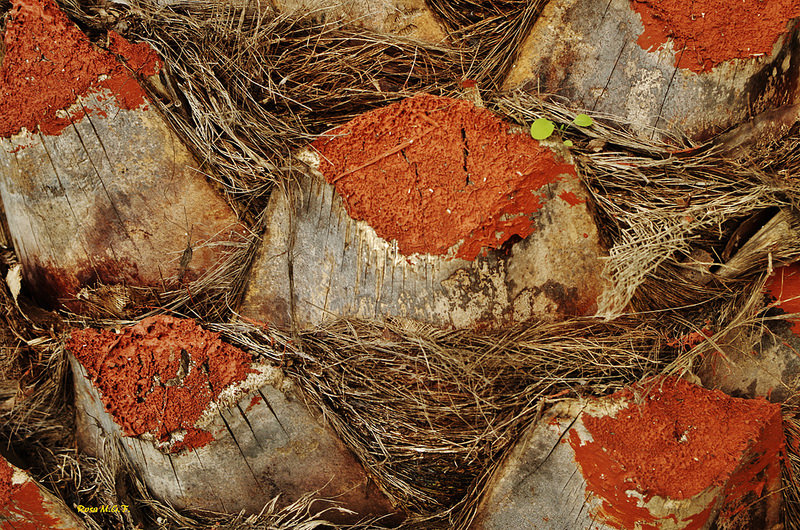 tronco de palmera