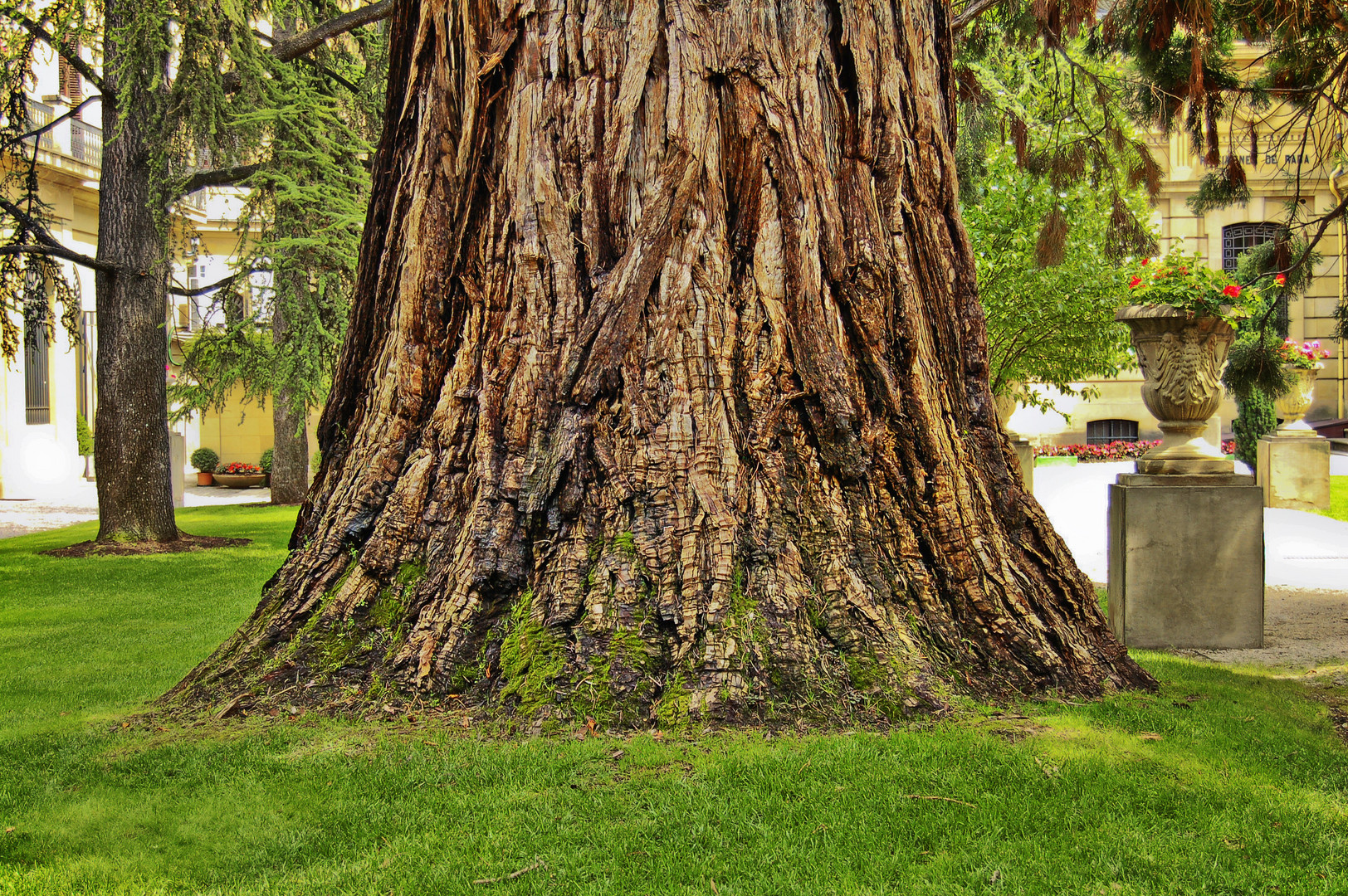 TRONCO DE SEQUOIA