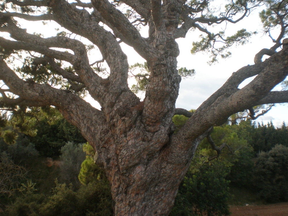 Tronco del Pino milenario