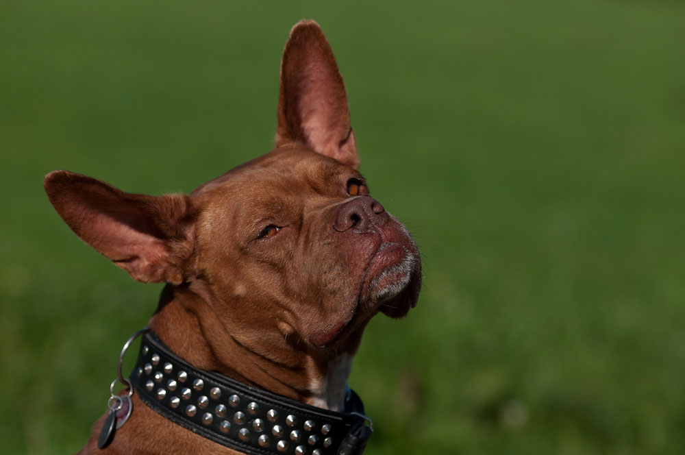 Tronco, mein kleiner Schwarm auf der Hundewiese