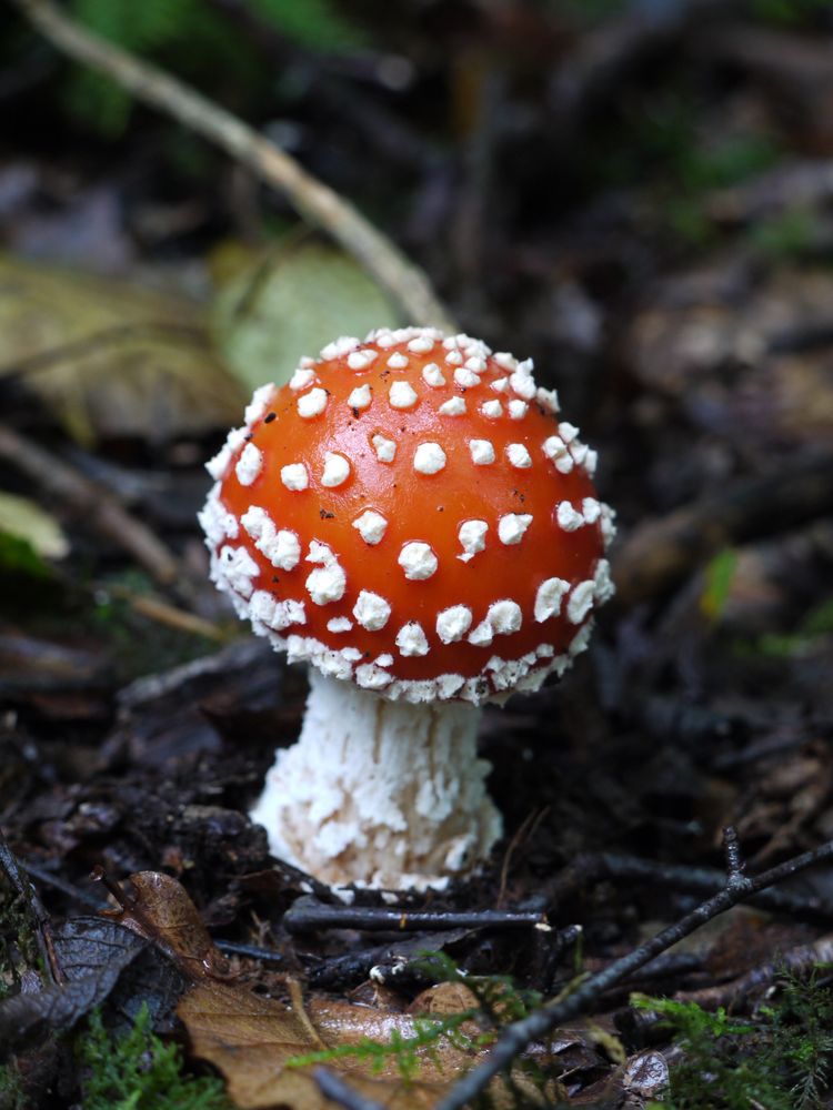 Trop beau pour être comestible