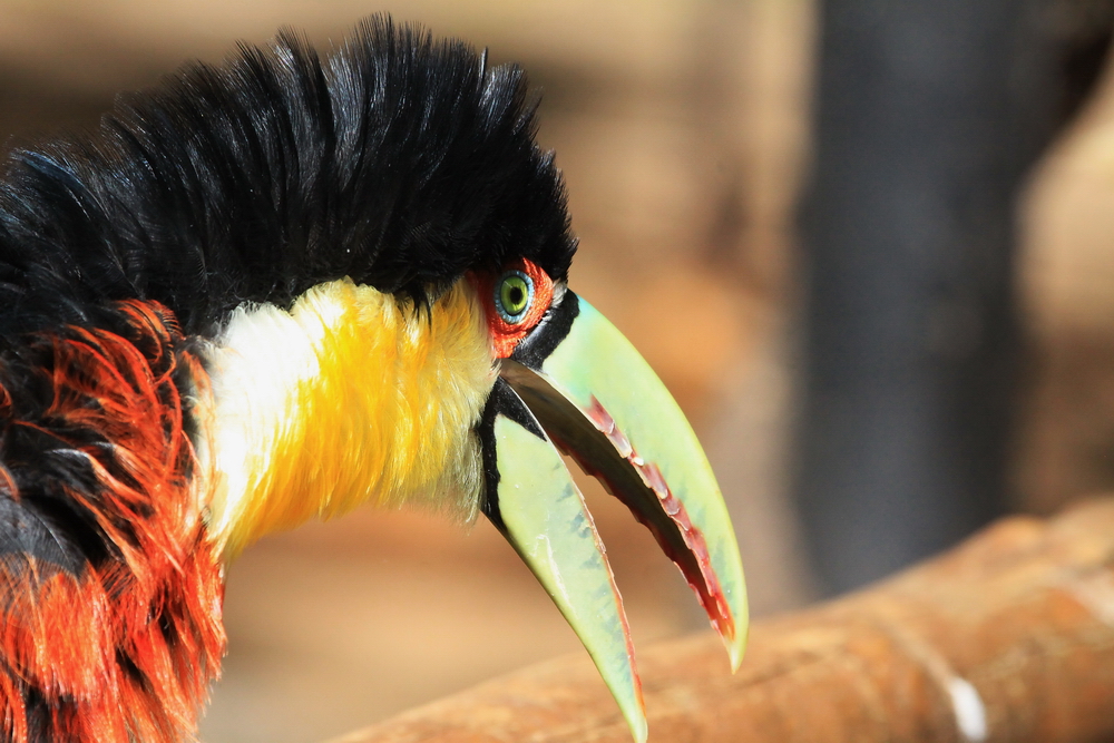 Trop fâché l'oiseau