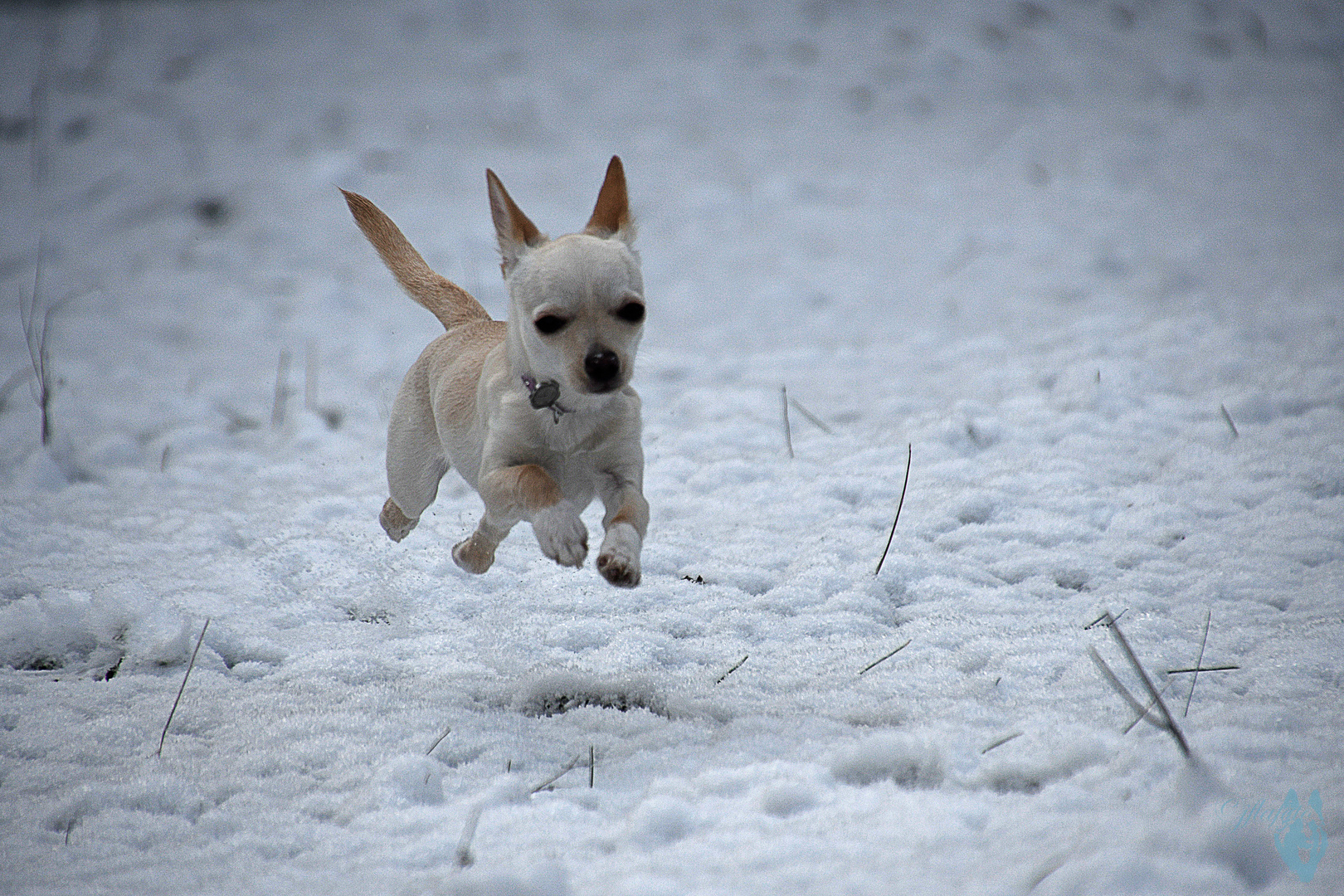 trop froid..faut survoler