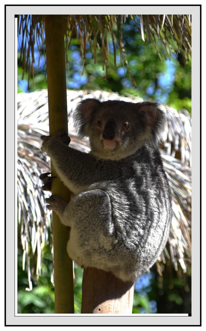 trop mimi ce petit Koala 