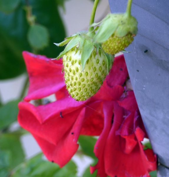 Trop tôt pour le rouge du Lundi:faudra imaginer!...