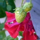 Trop tôt pour le rouge du Lundi:faudra imaginer!...