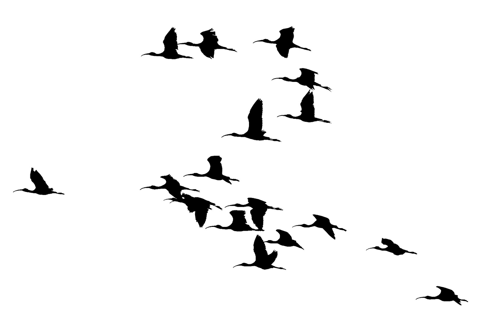 Tropa de moritos, crowd of glossy ibis, braune Sichlerschar 