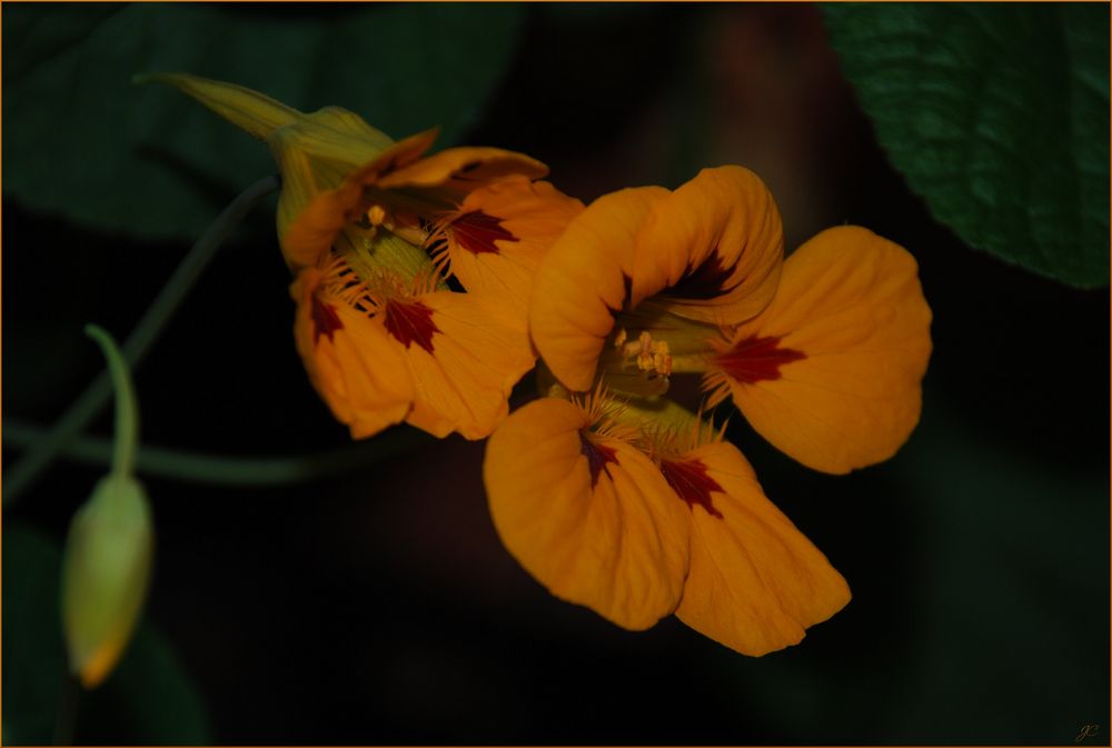 Tropaeolum