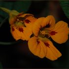 Tropaeolum