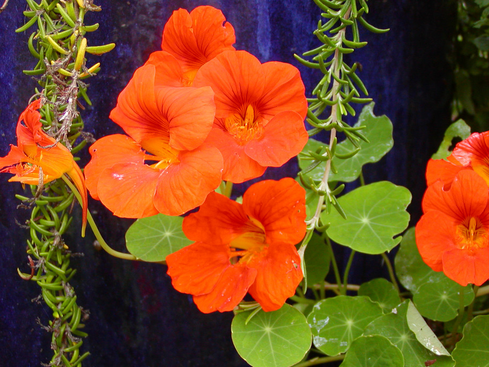 Tropaeolum and Rosmarinum prostratus on blue