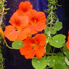 Tropaeolum and Rosmarinum prostratus on blue