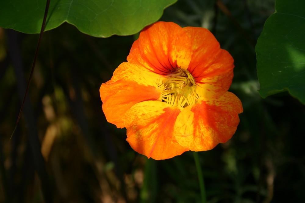 Tropaeolum