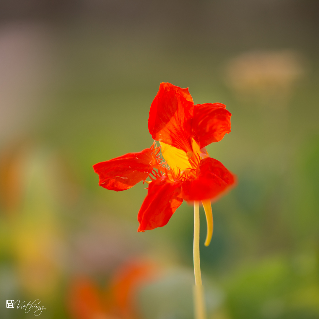 Tropaeolum majus