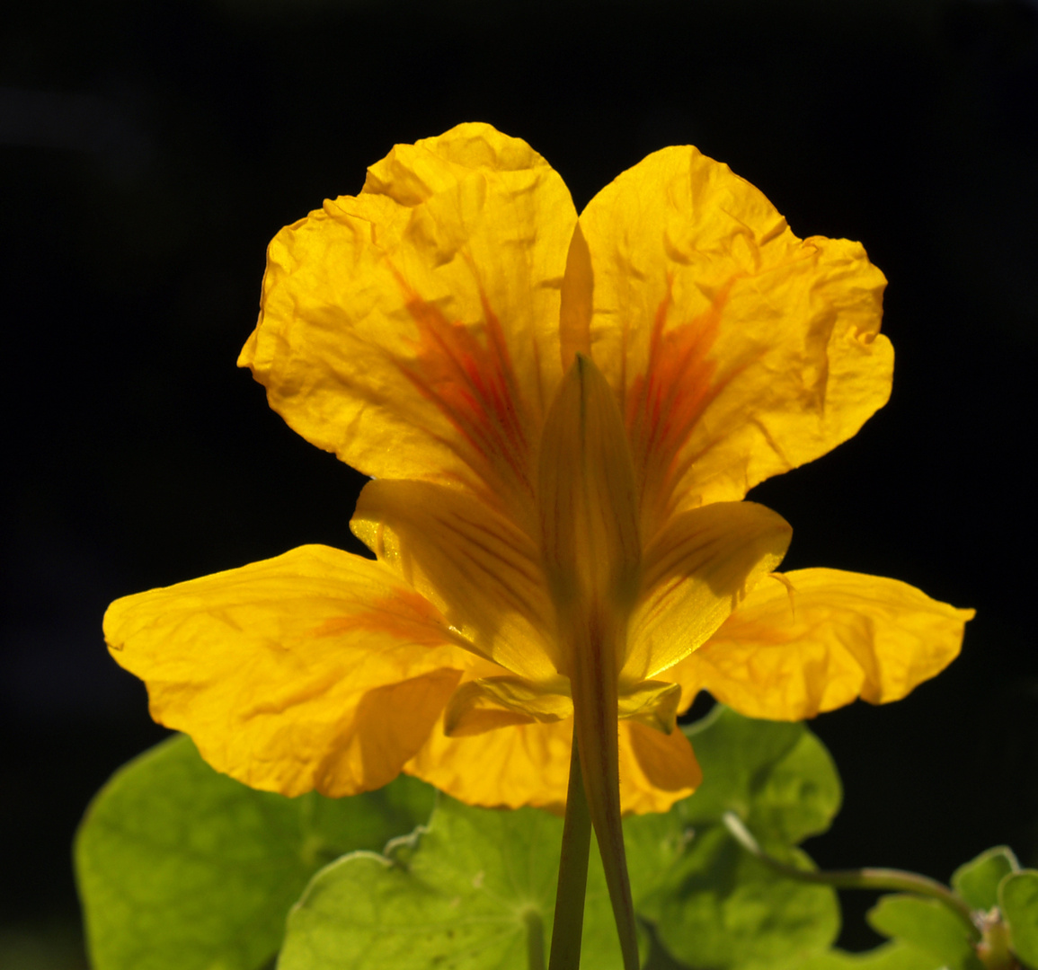 Tropaeolum majus